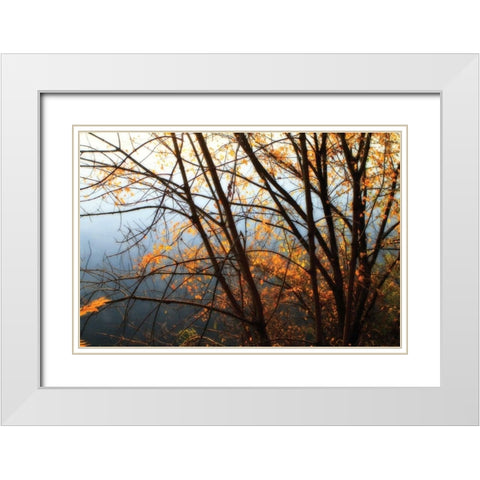 Leaves of Orange IV White Modern Wood Framed Art Print with Double Matting by Hausenflock, Alan