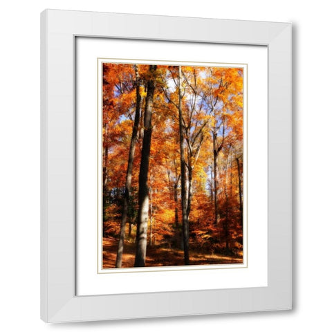 Autumn Cathedral I White Modern Wood Framed Art Print with Double Matting by Hausenflock, Alan