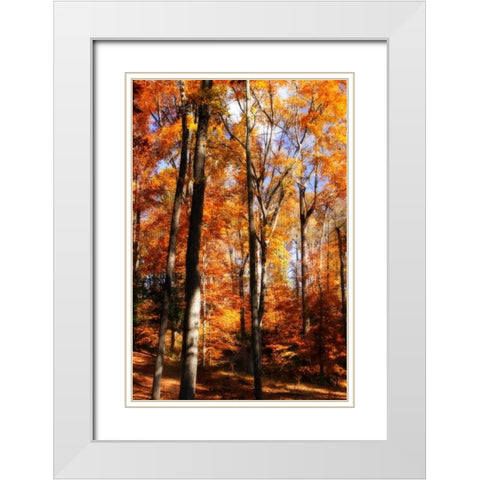 Autumn Cathedral I White Modern Wood Framed Art Print with Double Matting by Hausenflock, Alan