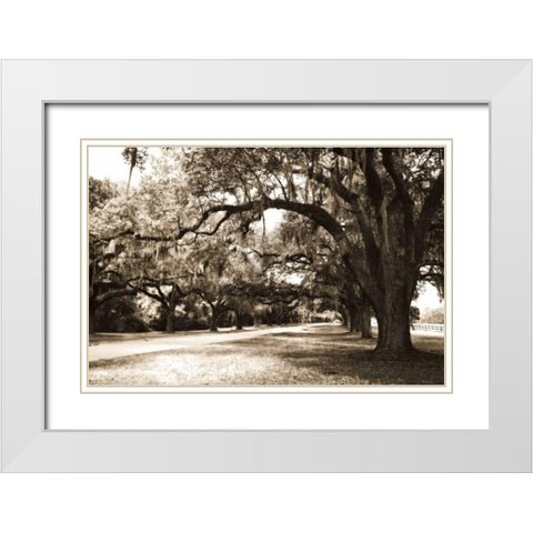 Charleston Oaks 9 Sepia White Modern Wood Framed Art Print with Double Matting by Hausenflock, Alan
