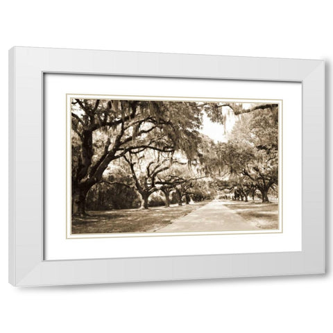 Charleston Oaks 10 Sepia White Modern Wood Framed Art Print with Double Matting by Hausenflock, Alan