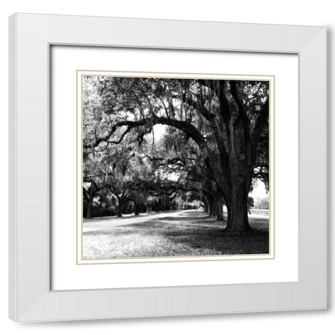 Charleston Oaks Sq IX White Modern Wood Framed Art Print with Double Matting by Hausenflock, Alan