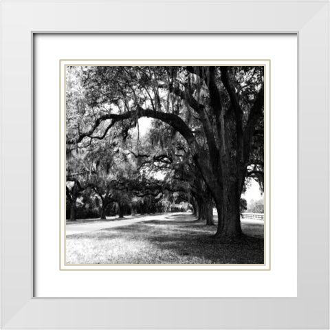 Charleston Oaks Sq IX White Modern Wood Framed Art Print with Double Matting by Hausenflock, Alan