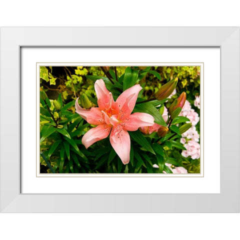 Pink Lily White Modern Wood Framed Art Print with Double Matting by Johnson, George
