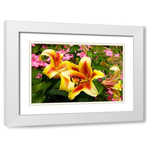 Yellow Lilies White Modern Wood Framed Art Print with Double Matting by Johnson, George