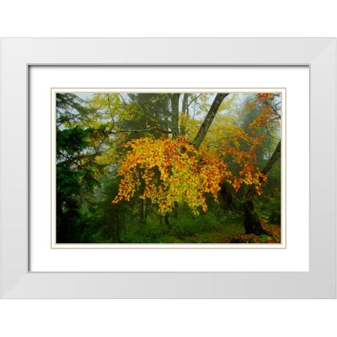 Schloss Hohenschwangau I White Modern Wood Framed Art Print with Double Matting by Johnson, George