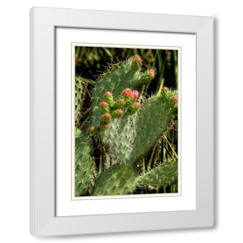 Cactus Flowers II White Modern Wood Framed Art Print with Double Matting by Johnson, George