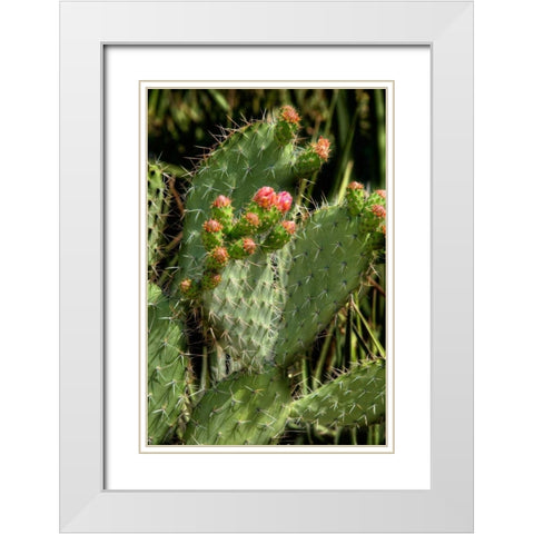 Cactus Flowers II White Modern Wood Framed Art Print with Double Matting by Johnson, George