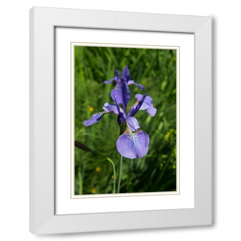 Blue Iris White Modern Wood Framed Art Print with Double Matting by Johnson, George