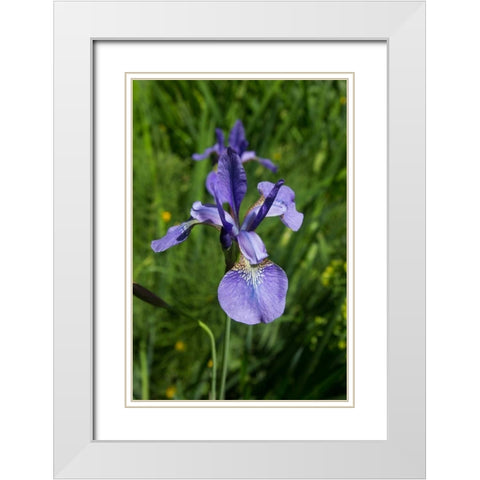 Blue Iris White Modern Wood Framed Art Print with Double Matting by Johnson, George
