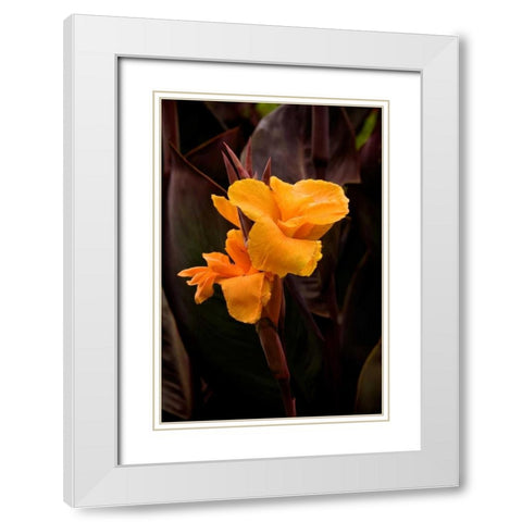 Orange Flower I White Modern Wood Framed Art Print with Double Matting by Johnson, George