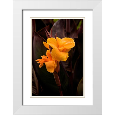Orange Flower I White Modern Wood Framed Art Print with Double Matting by Johnson, George