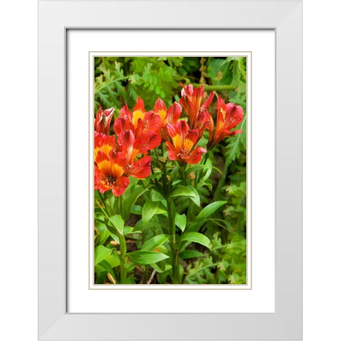 Red and Yellow Flowers White Modern Wood Framed Art Print with Double Matting by Johnson, George