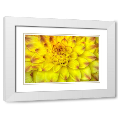Red Tip Dahlias White Modern Wood Framed Art Print with Double Matting by Johnson, George