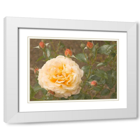 Christchurch Yellow Roses White Modern Wood Framed Art Print with Double Matting by Johnson, George