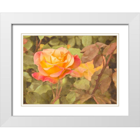 Sunset Rose White Modern Wood Framed Art Print with Double Matting by Johnson, George