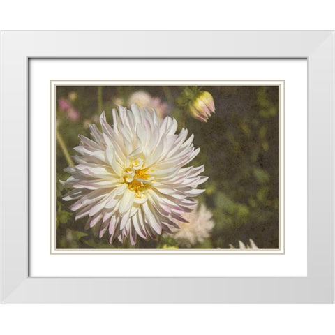 Curley Dahlia White Modern Wood Framed Art Print with Double Matting by Johnson, George