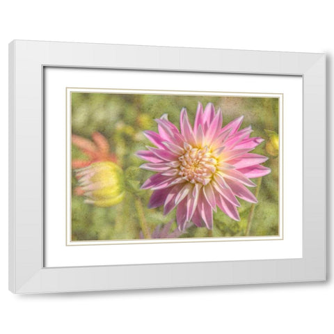 Garden Dahlias White Modern Wood Framed Art Print with Double Matting by Johnson, George