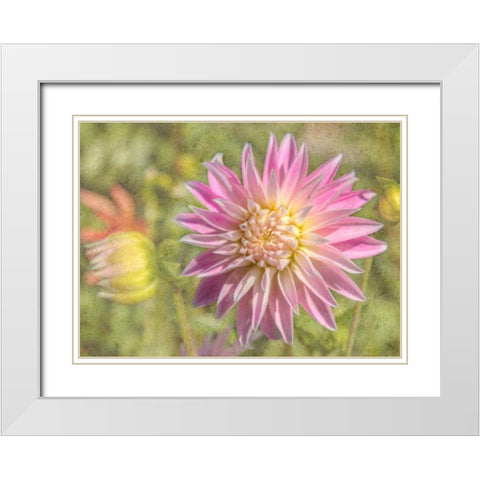 Garden Dahlias White Modern Wood Framed Art Print with Double Matting by Johnson, George