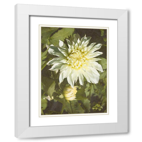 Garden Dahlias VII White Modern Wood Framed Art Print with Double Matting by Johnson, George