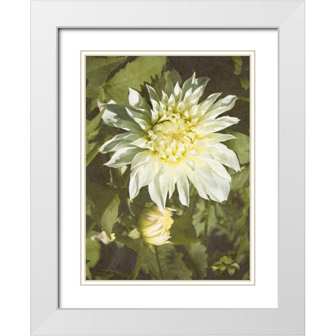 Garden Dahlias VII White Modern Wood Framed Art Print with Double Matting by Johnson, George