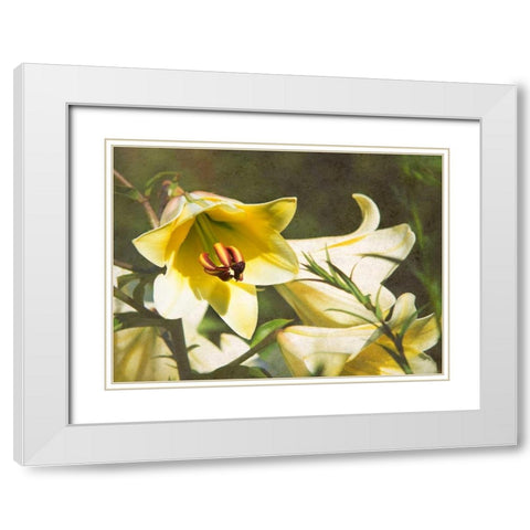 Garden Lilies White Modern Wood Framed Art Print with Double Matting by Johnson, George
