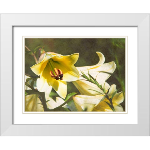 Garden Lilies White Modern Wood Framed Art Print with Double Matting by Johnson, George