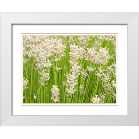 White on Green Field White Modern Wood Framed Art Print with Double Matting by Johnson, George