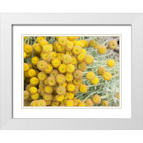 Yellow Puff Balls White Modern Wood Framed Art Print with Double Matting by Johnson, George