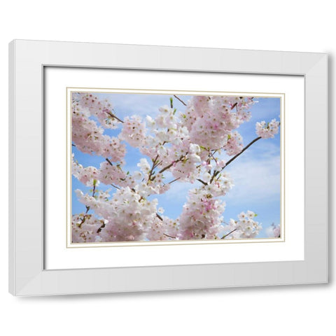 Spring Blossoms White Modern Wood Framed Art Print with Double Matting by Johnson, George