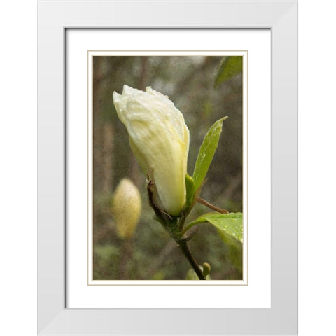 White Tulip Tree I White Modern Wood Framed Art Print with Double Matting by Johnson, George