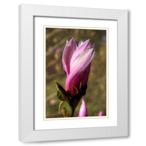 Pink Tulip Tree II White Modern Wood Framed Art Print with Double Matting by Johnson, George