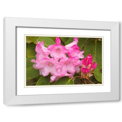Rhododendron I White Modern Wood Framed Art Print with Double Matting by Johnson, George