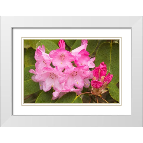 Rhododendron I White Modern Wood Framed Art Print with Double Matting by Johnson, George