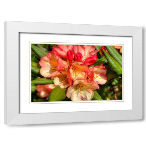 Rhododendron II White Modern Wood Framed Art Print with Double Matting by Johnson, George