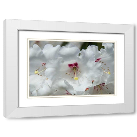 White Rhododendron White Modern Wood Framed Art Print with Double Matting by Johnson, George
