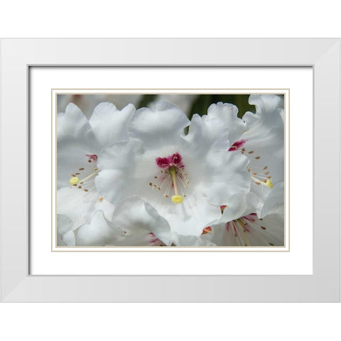 White Rhododendron White Modern Wood Framed Art Print with Double Matting by Johnson, George