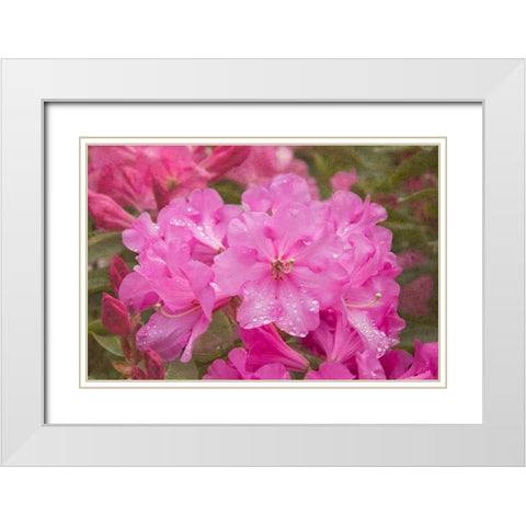Pink Rhododendron White Modern Wood Framed Art Print with Double Matting by Johnson, George