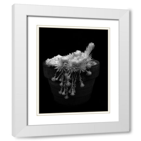 Potted Succulent White Modern Wood Framed Art Print with Double Matting by Johnson, George