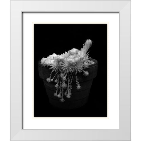 Potted Succulent White Modern Wood Framed Art Print with Double Matting by Johnson, George