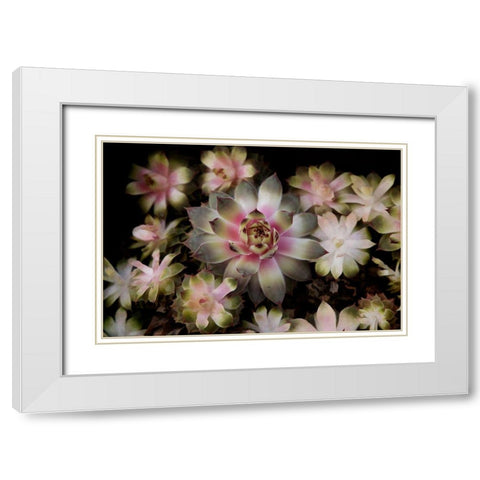 Small Succulents White Modern Wood Framed Art Print with Double Matting by Johnson, George