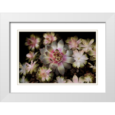 Small Succulents White Modern Wood Framed Art Print with Double Matting by Johnson, George