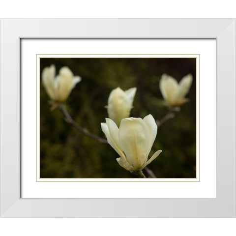 Tulip Tree Flowers White Modern Wood Framed Art Print with Double Matting by Johnson, George