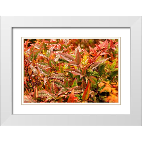 After the Rain White Modern Wood Framed Art Print with Double Matting by Johnson, George