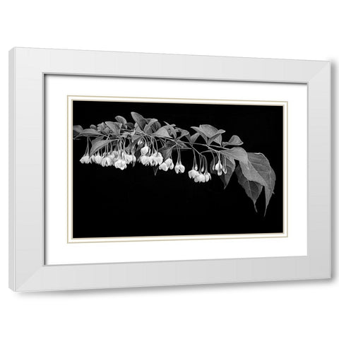 Japanese Snowbell White Modern Wood Framed Art Print with Double Matting by Johnson, George