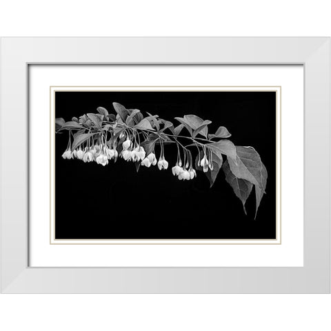 Japanese Snowbell White Modern Wood Framed Art Print with Double Matting by Johnson, George