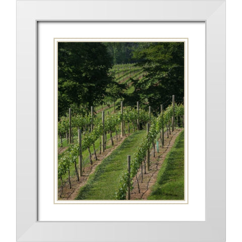 Vineyard II White Modern Wood Framed Art Print with Double Matting by Larson, Scott