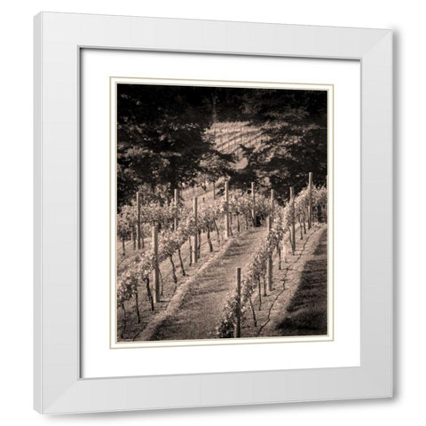 Vineyard III White Modern Wood Framed Art Print with Double Matting by Larson, Scott