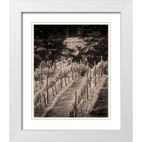 Vineyard III White Modern Wood Framed Art Print with Double Matting by Larson, Scott