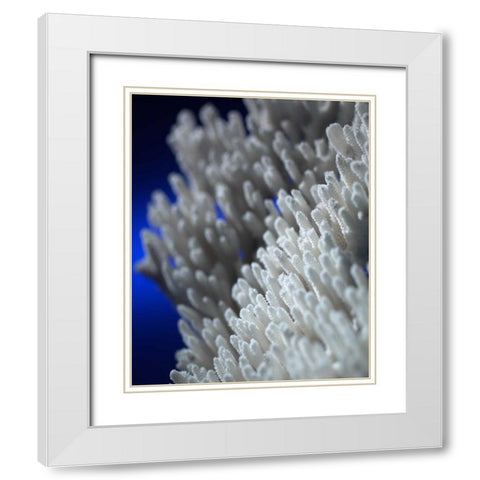 Sea Coral II White Modern Wood Framed Art Print with Double Matting by Larson, Scott